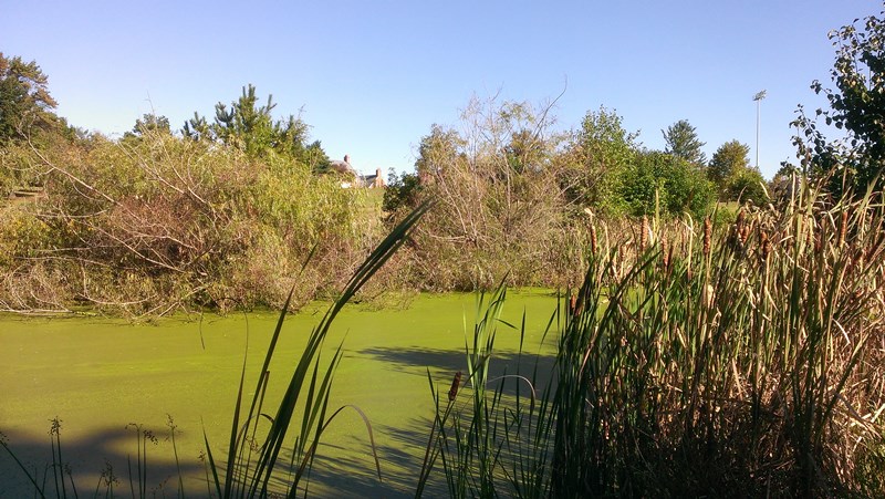 University_of_Maryland_Storm_Water_Pond_Renovation,_Before